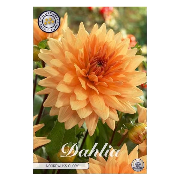 <h4>Dahlia Noordwijks Glory x1 l</h4>