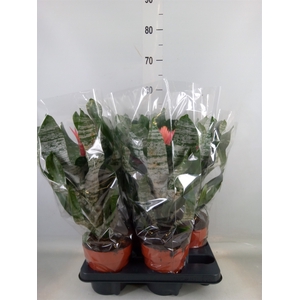 Aechmea   ...