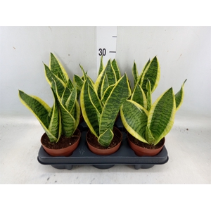 Sansevieria trifa. 'Futura Superba'