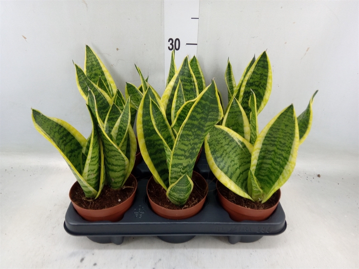 <h4>Sansevieria trifa. 'Futura Superba'</h4>