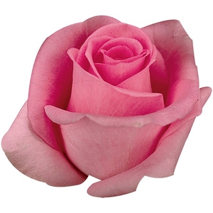 ROSA REVIVAL 040 CM ESTUFA