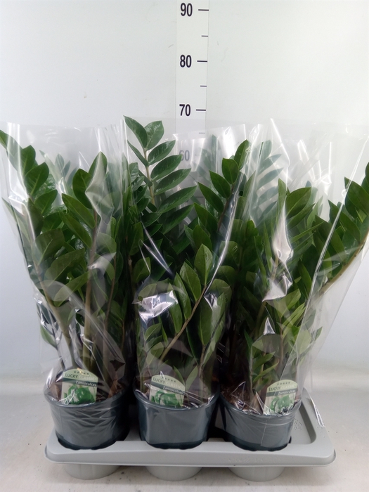 <h4>Zamioculcas zamiifolia</h4>