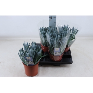 Curio talinoides var. mandraliscae Mount Everest