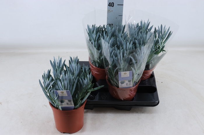 Curio talinoides var. mandraliscae Mount Everest