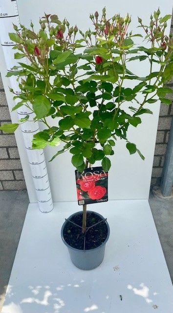 <h4>ROSA ST OV</h4>