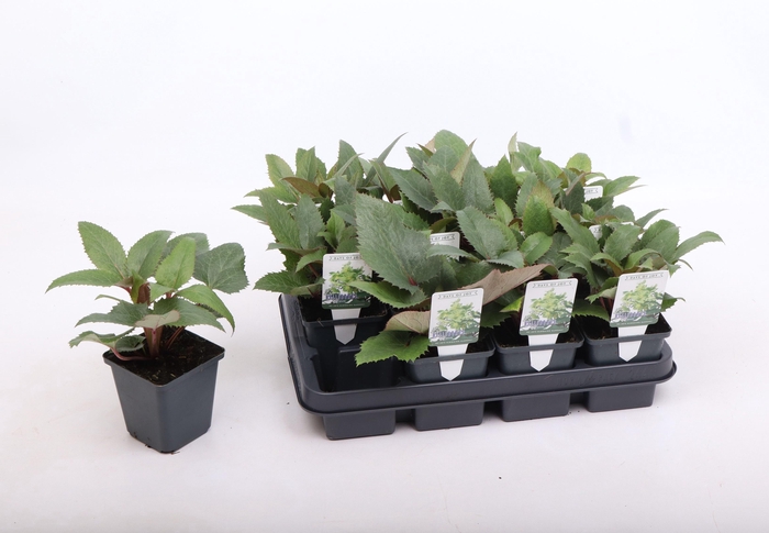 <h4>Helleborus sternii 9 cm</h4>