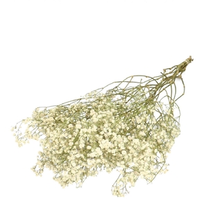 Droogbloem Gyps 70cm 50g