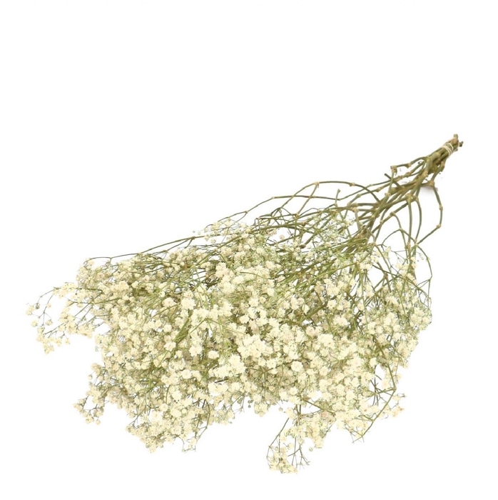 <h4>Droogbloem Gyps 70cm 50g</h4>