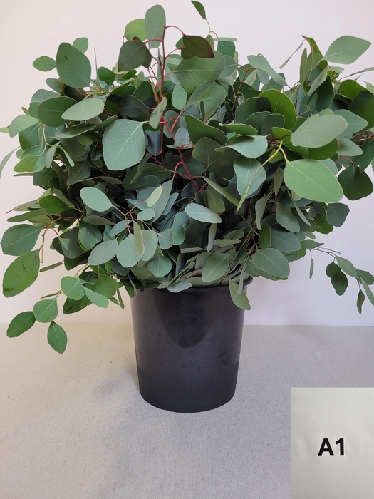 <h4>EUC POPULUS PER STEEL -IT-</h4>