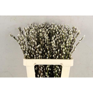 Salix Snow Flake  60cm