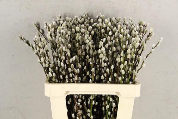 <h4>Salix Snow Flake  60cm</h4>