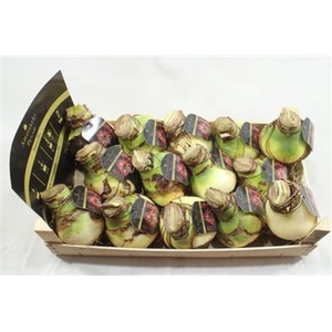 AM BOL SPARTACUS 35/36 + ETIKET