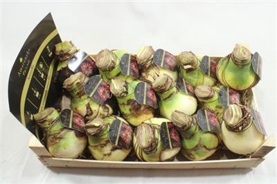 <h4>AM BOL SPARTACUS 35/36 + ETIKET</h4>