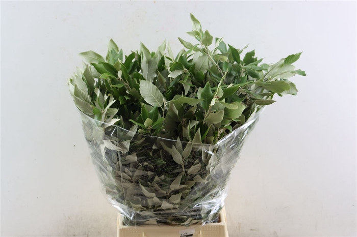 <h4>Steeneik Leaves P Bunch</h4>