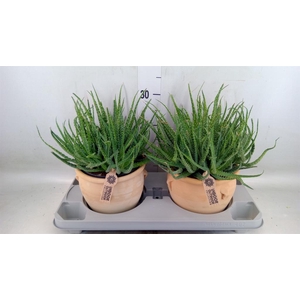 Aloe humilis