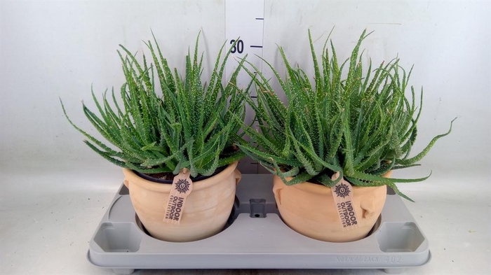 <h4>Aloe humilis</h4>