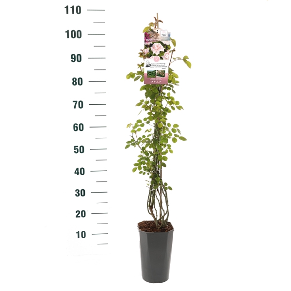 <h4>Rosa 'New Dawn' - Klim - C3rp - Basic Collection</h4>