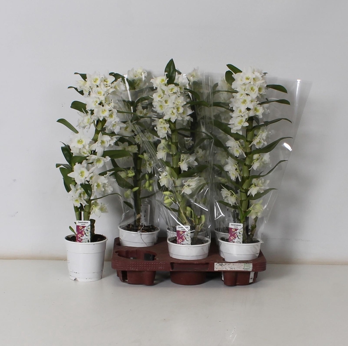 <h4>DEND NOBILE</h4>