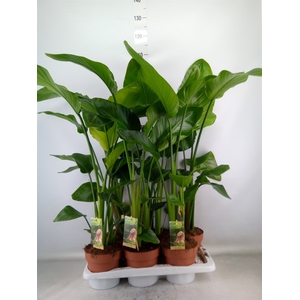 Strelitzia nicolai
