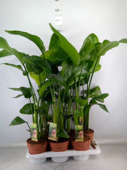 <h4>Strelitzia nicolai</h4>