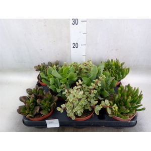 Crassula   ...mix