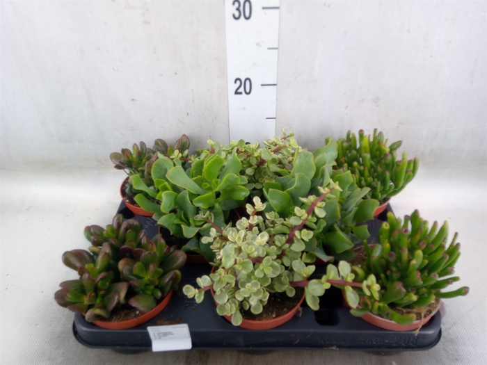 <h4>Crassula   ...mix</h4>