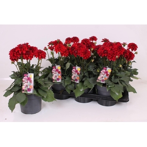 Dahlia XL 17 CM - Red
