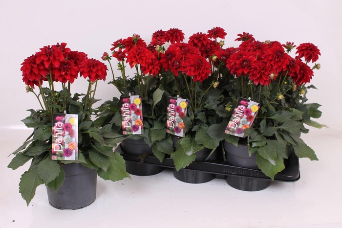 <h4>Dahlia XL 17 CM - Red</h4>