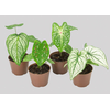 CALADIUM VARIADO P09