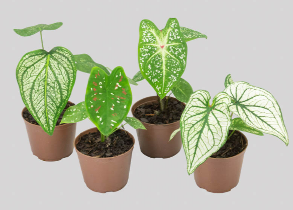 CALADIUM VARIADO P09