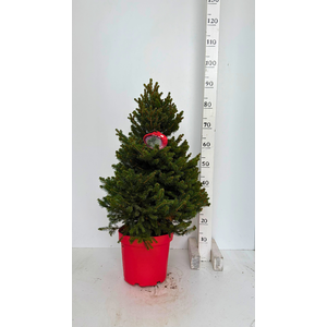 PICEA AB WILLS ZWERG