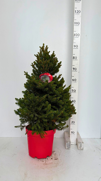 <h4>PICEA AB WILLS ZWERG</h4>