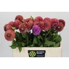 Dahlia Caitlin's Joy