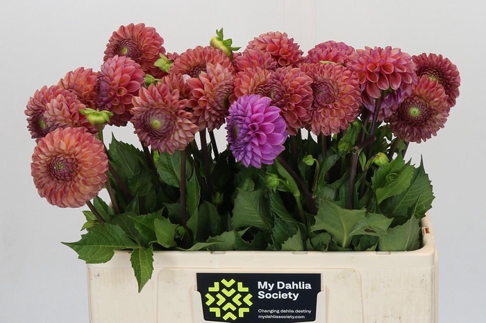 Dahlia Caitlin's Joy