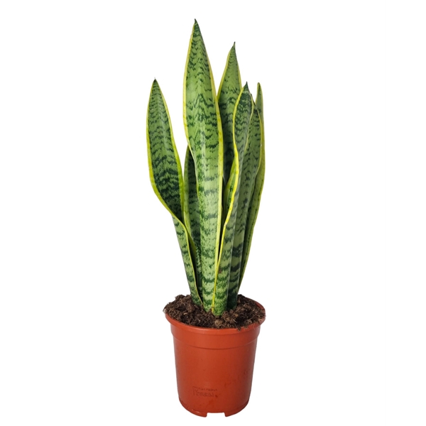 <h4>Sansevieria Laurentii 17 cm</h4>