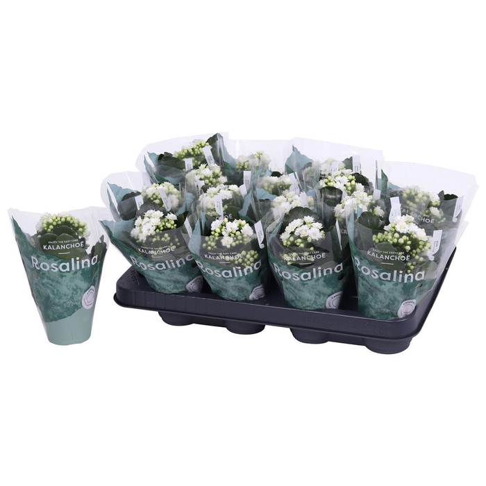 <h4>Kalan Mini Gev Wit</h4>