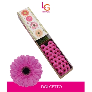 Germini Dolcetto Doos