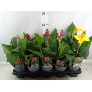 Canna  'Cannova'   ...mix