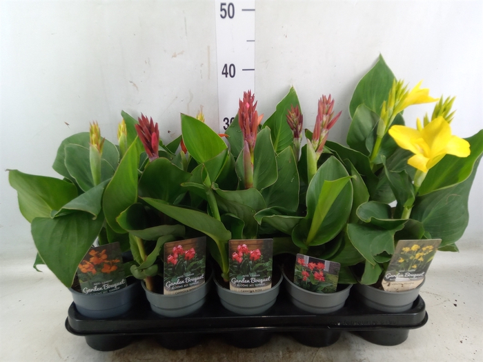 <h4>Canna  'Cannova'   ...mix</h4>