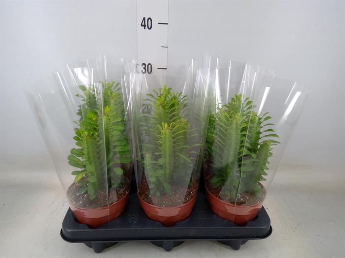<h4>Euphorbia trigona</h4>