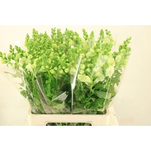 ANTIR SNAPSTAR WHITE