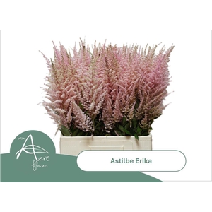 ASTIL ERIKA