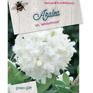 Rhodo. (AK) 'Whitethroat' white/yellow heart