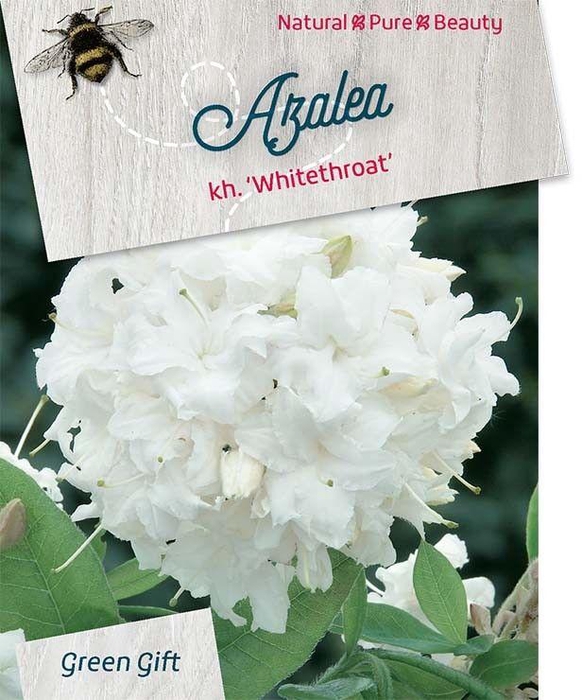 <h4>Rhodo. (AK) 'Whitethroat' white/yellow heart</h4>