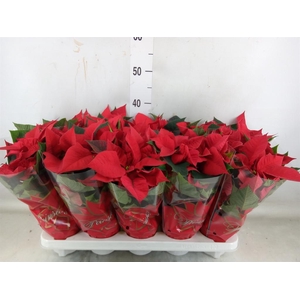 Euphorbia pulc. 'Mars'