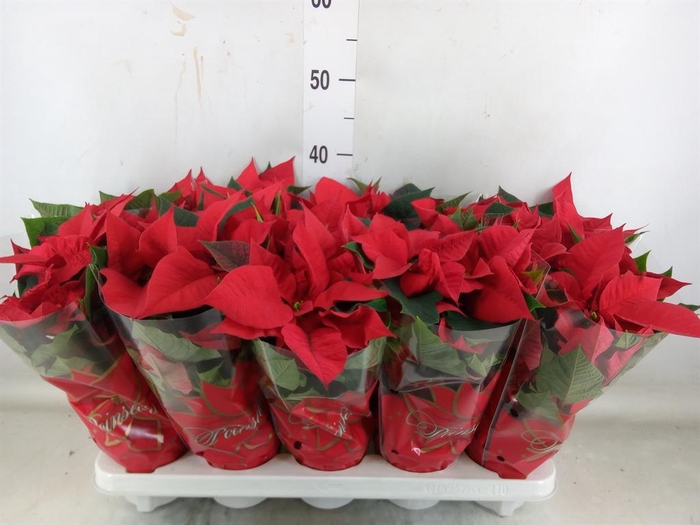 <h4>Euphorbia pulc. 'Mars'</h4>