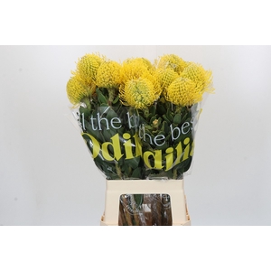 Nutans Ayoba Yellow