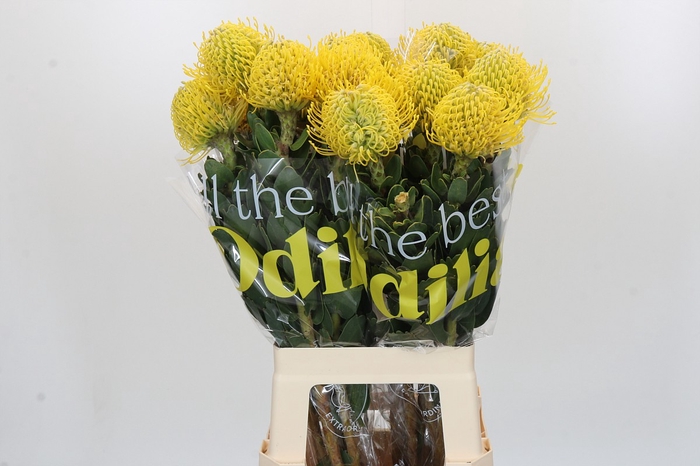 <h4>Nutans Ayoba Yellow</h4>