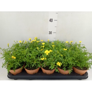 Tagetes