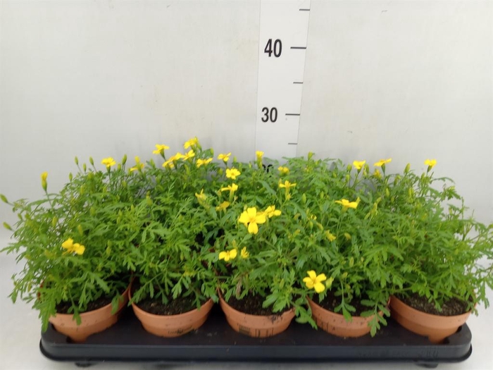 <h4>Tagetes</h4>